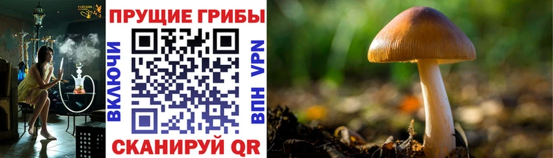Галлюциногенные грибы мицелий  сколько стоит  blacksprut   даркнет телеграм  Добрянка 